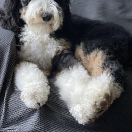 Bernedoodle Puppies from PNW Sheepies and Doodles
