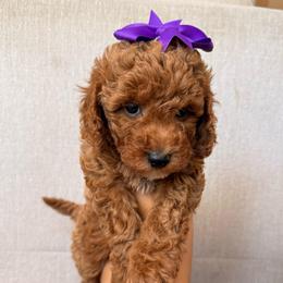 Coco - Red  female Goldendoodle puppy in Sacramento, California from GoldenDoodle Love