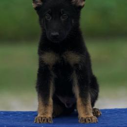 Draco - Black and tan male German Shepherd puppy in Youngsville, North Carolina from Di casa Esperanza