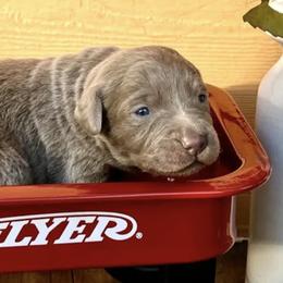 Dilute Retrievers and Labrador Retrievers from Redfearn Retrievers