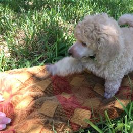 Poodle Puppies from Providential Poodles