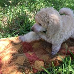 Poodle Puppies from Providential Poodles