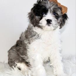 Sage-READY NOW - Merle female Cavapoo puppy in Apple Creek, Ohio from Arlene Hershberger