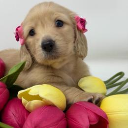 Haven - Cream female Dachshund puppy in Murfreesboro, Tennessee from Kimbrie's Dream Cream Doxies