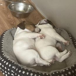 Border Collie and Jack Russell Terrier Puppies from CP FARMS BORDER COLLIES N JACKS CORP
