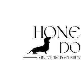 Dachshunds from Honeydox Miniature Dachshunds