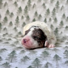 Quartz - Blue merle and white female Sheepadoodle puppy in Tahlequah, Oklahoma from Mulberry Ridge Doodles