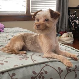 Loki  - Yorkshire Terrier