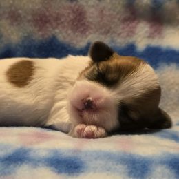 Swan - Parti female Maltipoo puppy in Copperas Cove, Texas from Collier's Canines