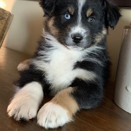 Australian Shepherd Puppies from Spectacular Aussies