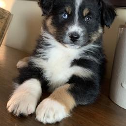 Australian Shepherd Puppies from Spectacular Aussies