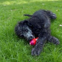 Donner - Black male Labradoodle puppy in Monticello, Georgia from Daylin’s Doodles & Labradors