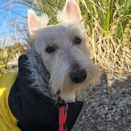Chewy - Scottish Terrier