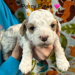 Percy Paws - White female Cavapoo puppy in Greensburg, Kentucky from Doodle Me Crazy