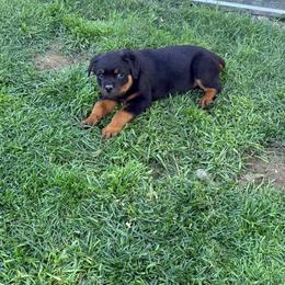 Flash - Black and rust male Rottweiler puppy in Parker, Colorado from Denver Rotties