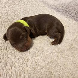 Dachshund Puppies from KhloeKPuppies