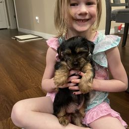Yorkshire Terrier Puppies from Bragg’s Yorkies