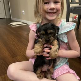 Yorkshire Terrier Puppies from Bragg’s Yorkies