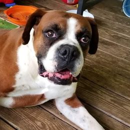 Boxers and Chihuahuas from Wilson's Boxers