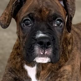 Boxer Puppies from Starlight Boxer Corner