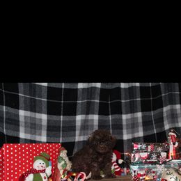 Poodle and Schnoodle Puppies from Marlens.poodles