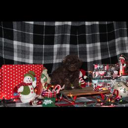 Poodle and Schnoodle Puppies from Marlens.poodles