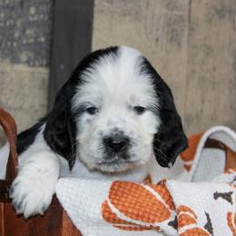 Dean - White and black male English Springer Spaniel puppy in Winchester, Kentucky from Hidden Springs Farm