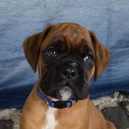 Boxer Puppies from Cadogans Boxers