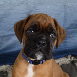Boxer Puppies from Cadogans Boxers