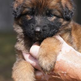 White Ribbon - Sable female German Shepherd puppy in Howard City, Michigan from Sherman's Shepherds