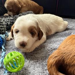 Tassel - Parti female Goldendoodle puppy in Henrico, Virginia from Paws 4 Doodles, LLC