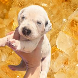 Citrine - White and black male Dalmatian puppy in Bremen, Georgia from Clark’s Dalmatians