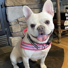 Monroe  - French Bulldog