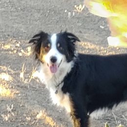 Miniature Australian Shepherds and Toy Australian Shepherds from Badlands Toy and Mini Aussies