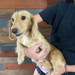 Dachshund Puppies from Ultimate_Doxies