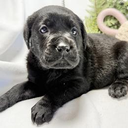 Rosie - Black female Labrador Retriever puppy in Lynn, Indiana from Four Seasons
