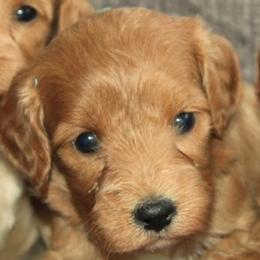 Female 2 - female Cavapoochon puppy in Fredericksburg, Ohio from Timshell Farm Specialty Crossbreed Puppies