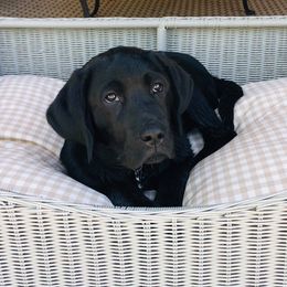 Labrador Retrievers from TMH Labradors