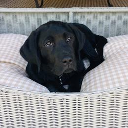 Labrador Retrievers from TMH Labradors