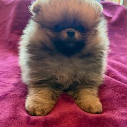 Teddy - Orange sable male Pomeranian puppy in Waterloo, Indiana from Garcias Pomeranian