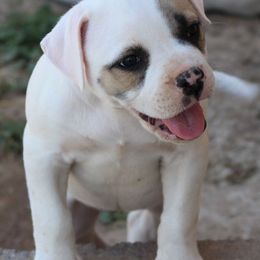 American Bulldogs from Eagle's Wing Kennels American Bulldogs
