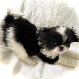 Kenji - Black and white male Japanese Chin puppy in Davisville, Missouri from Uniquely Yours, Shelly’s Japanese Chins