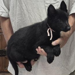 Girl 2 Pink - Black female German Shepherd puppy in Lake George, Colorado from High Country German Shepherds
