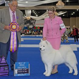 Samoyeds from Snowbright