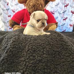 Claus - White male Pug puppy in Young, Arizona from Cactus Pugs & Hugs