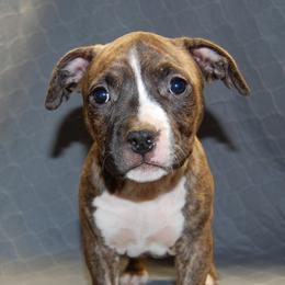 Female 1 - Brown brindle female American Staffordshire Terrier puppy in Ninety Six, South Carolina from Emerald Creek Kennel