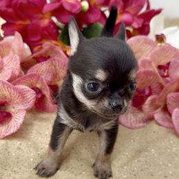Meilani - Black and tan female Chihuahua puppy in Simpsonville, South Carolina from N&T's Chihuahuas