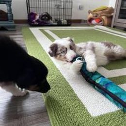 Aussiedoodle, Australian Shepherd, Poodle, Shihpoo, and Shih Tzu Puppies from Rockiń N Kennel