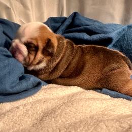 Cronus - Red and white male Bulldog puppy in Fort White, Florida from Bullgodz English Bulldogs