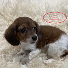 Dachshund Puppies from TLC Mini Dachshunds